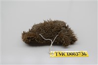 藏品(蝙蝠毛刺蟹)的圖片